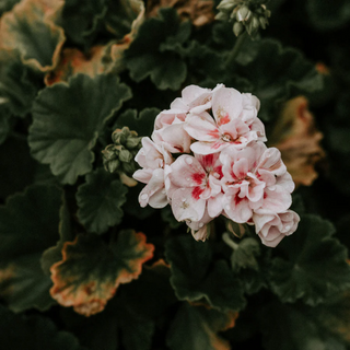 Walled Garden Tin Scented Candle 250g