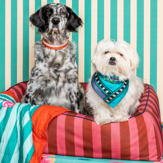 Pet Bed Large