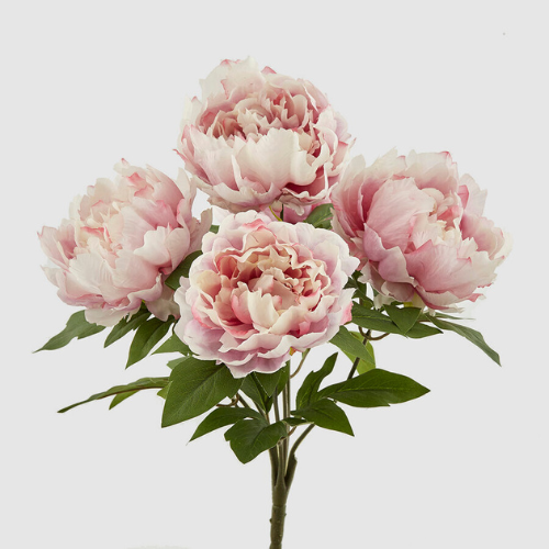 Peonia