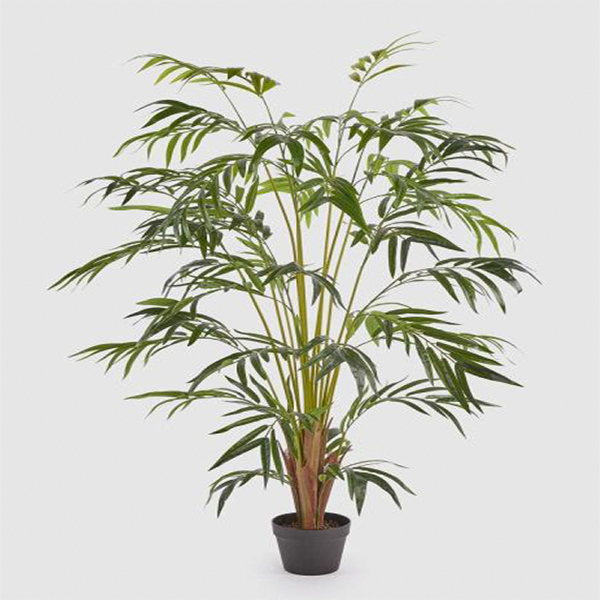 Palma Areca