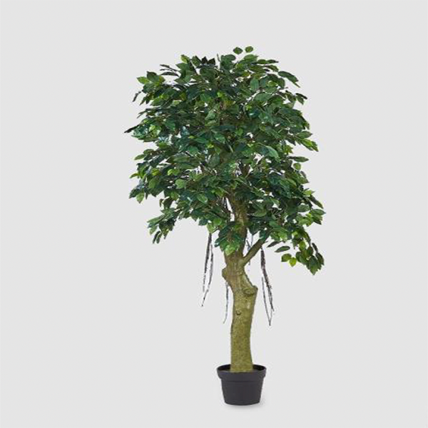 Ficus Beniamino Chic