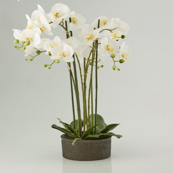 Orchidea